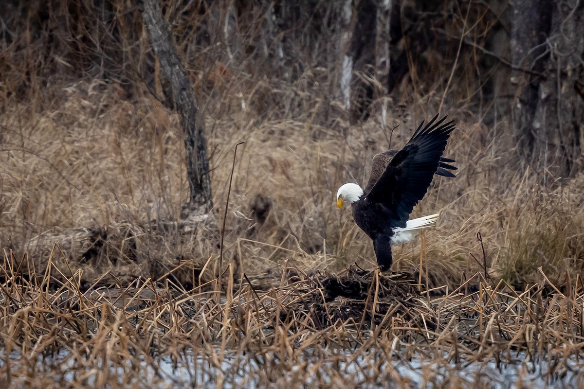 Bald Eagle - ML539779301