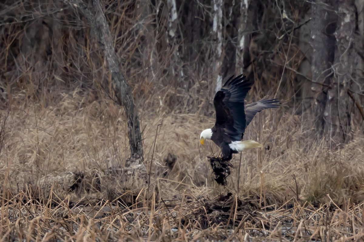 Weißkopf-Seeadler - ML539779321