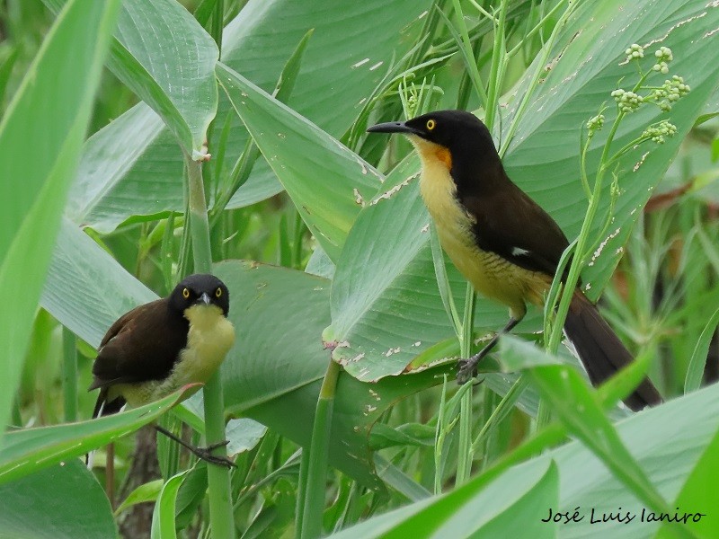 Black-capped Donacobius - ML539779471