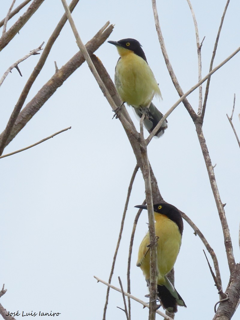 Black-capped Donacobius - ML539779481
