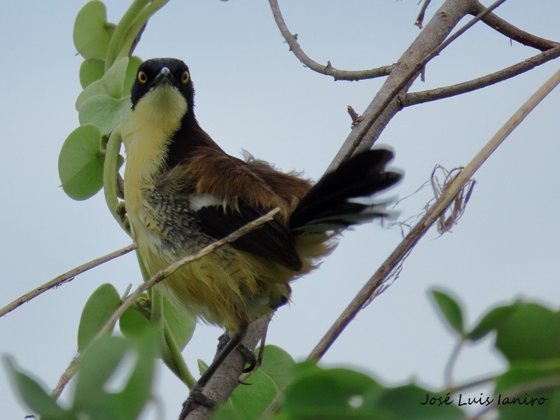 Black-capped Donacobius - ML539779491
