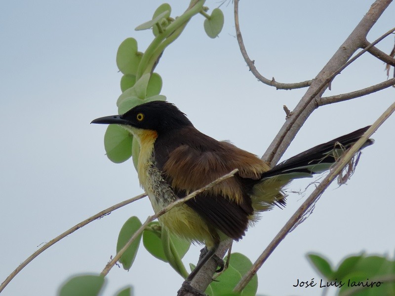 Black-capped Donacobius - ML539779501