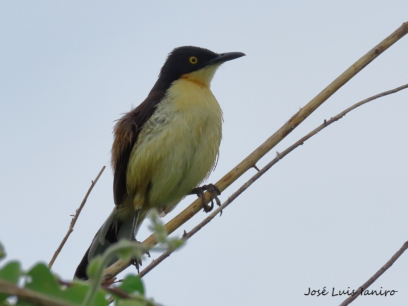 Black-capped Donacobius - ML539779511