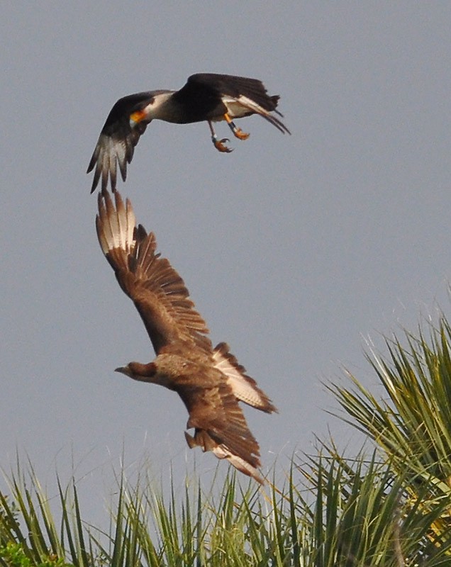 Crested Caracara (Northern) - ML539779891