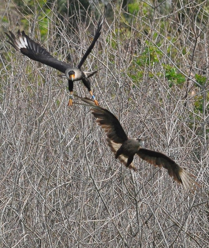 Crested Caracara (Northern) - ML539779901