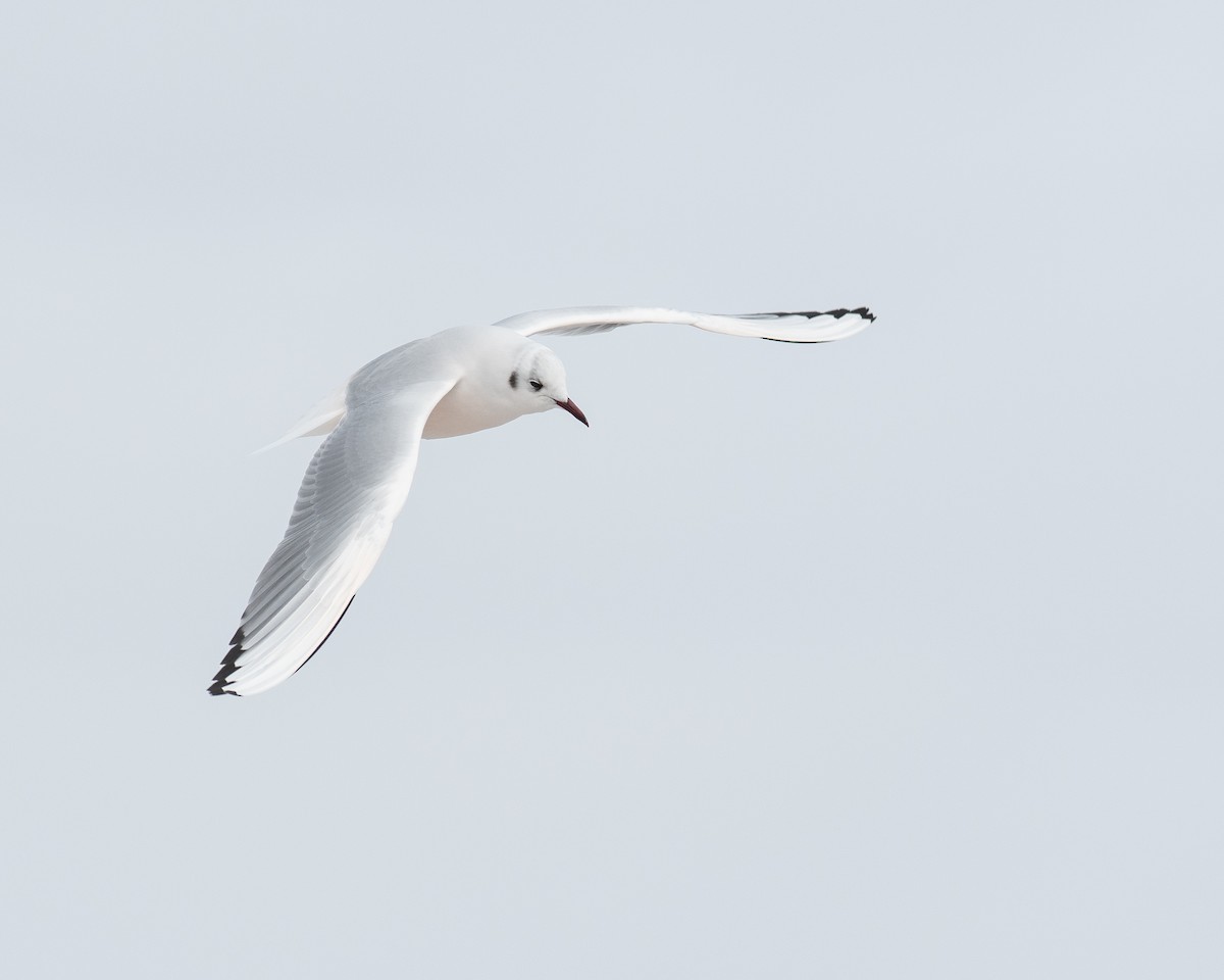 Black-headed Gull - ML539781671