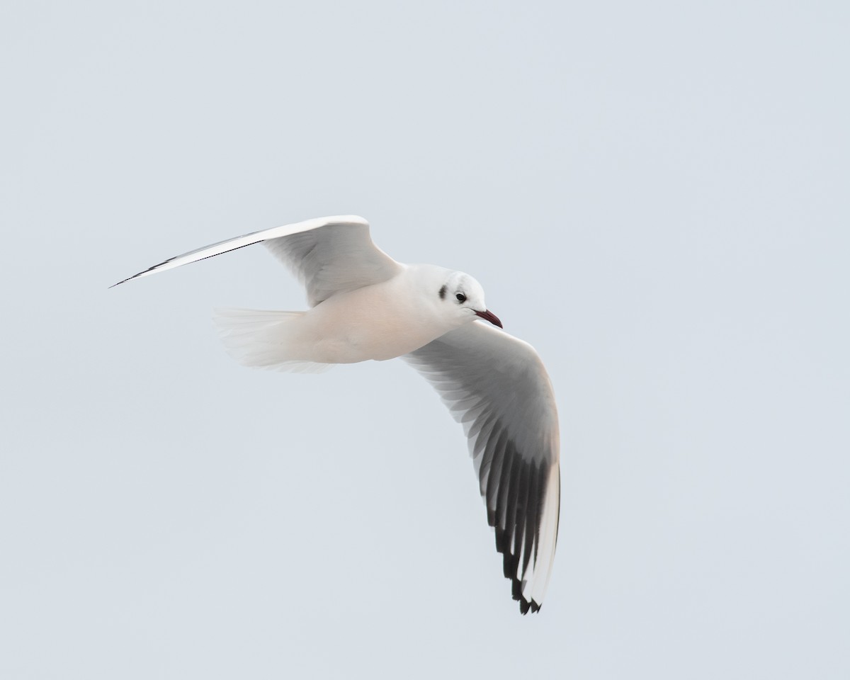 Black-headed Gull - ML539781681