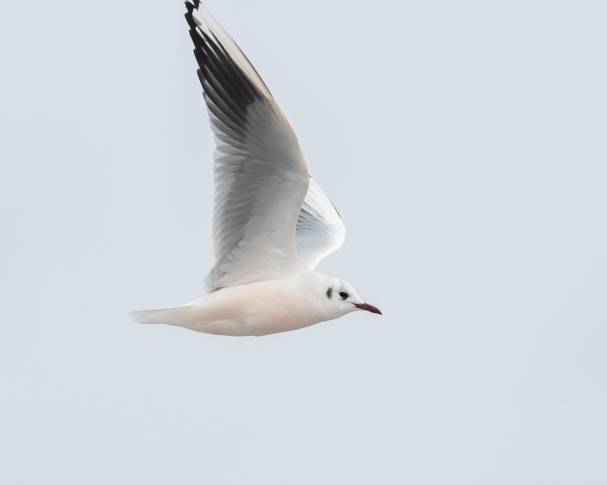 Black-headed Gull - ML539781691