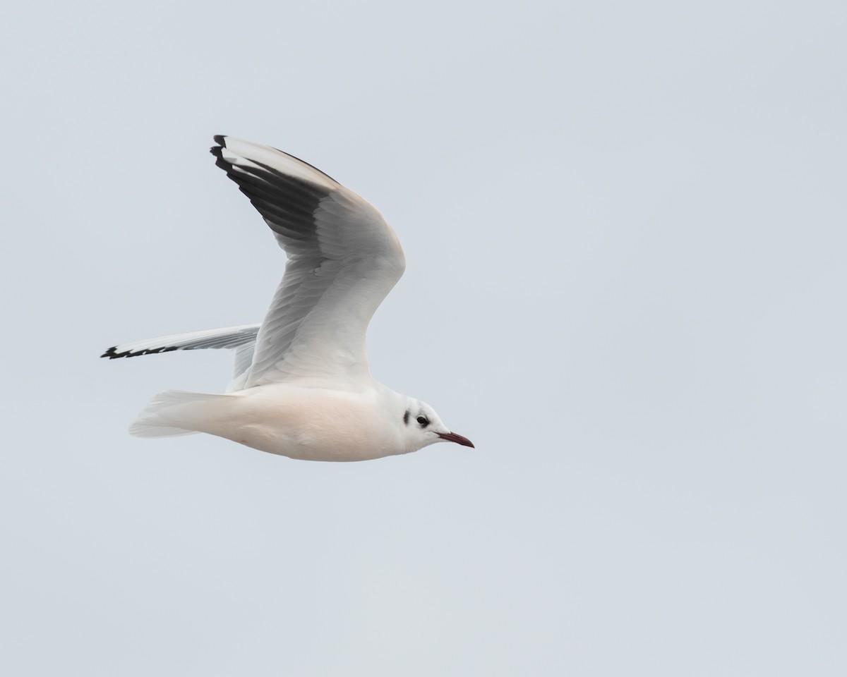 Black-headed Gull - ML539781701