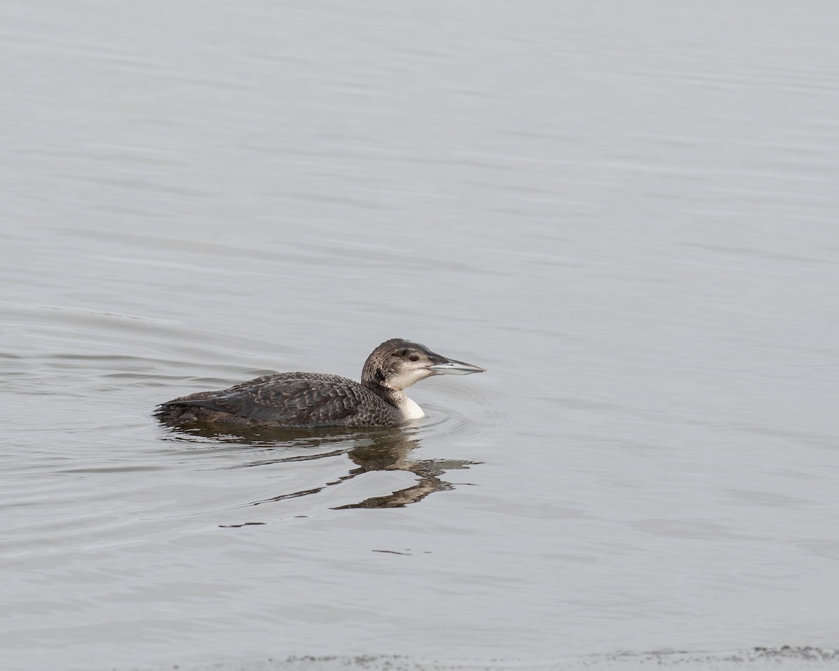 Common Loon - ML539781791