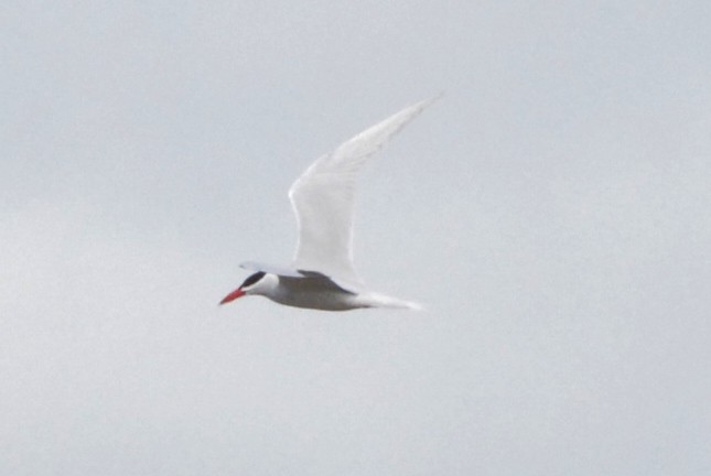 Caspian Tern - ML53978201