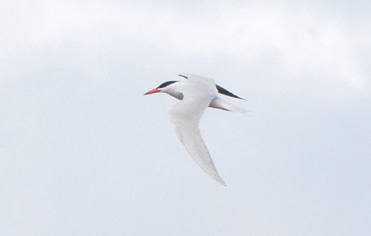 Caspian Tern - Todd Plummer