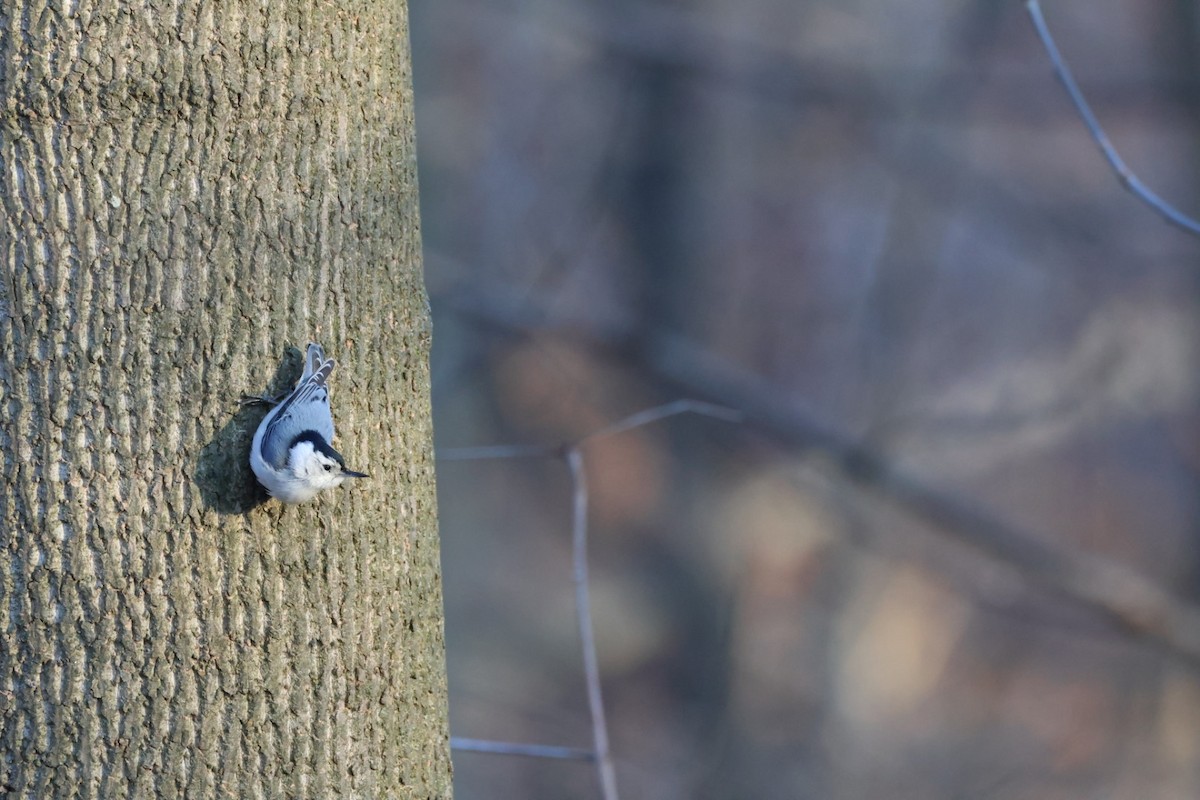 White-breasted Nuthatch - Tracey Chan
