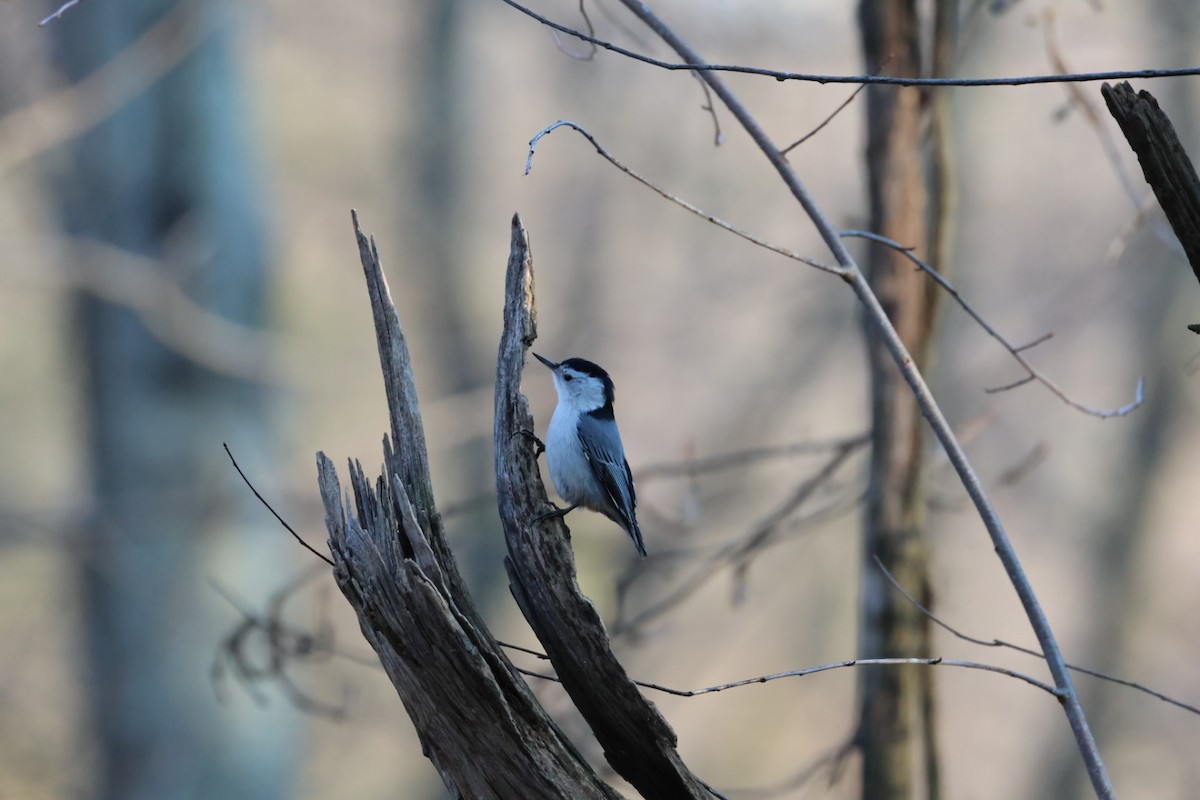 White-breasted Nuthatch - ML539782191