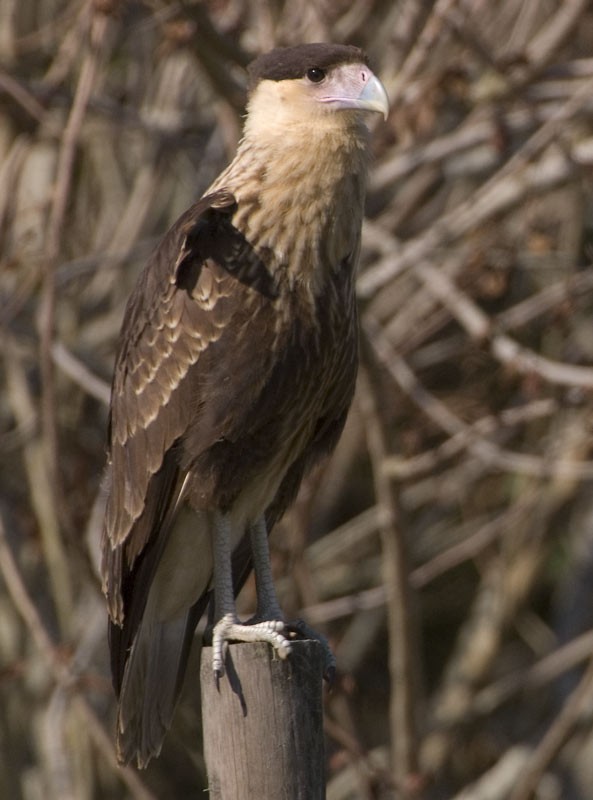 Crested Caracara (Northern) - ML539782961