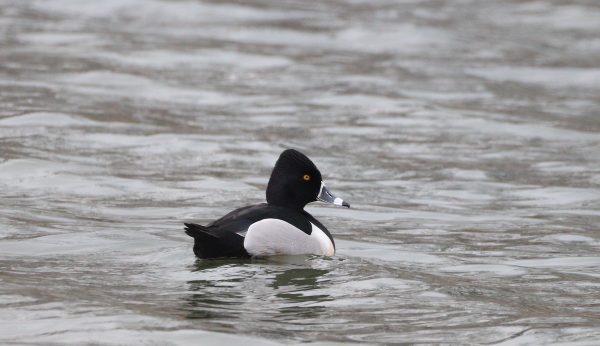 Ring-necked Duck - ML539782991