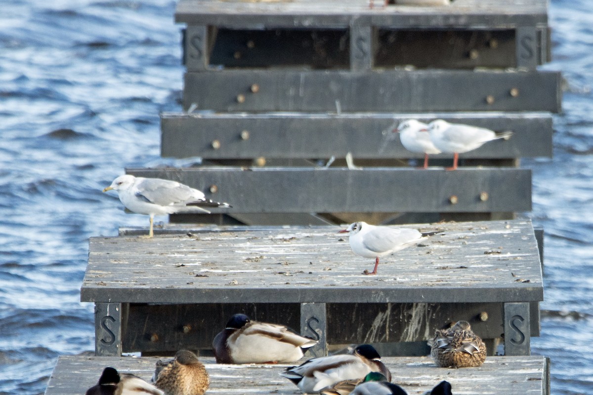 Yellow-legged Gull - Letty Roedolf Groenenboom