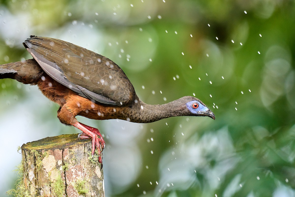 Sickle-winged Guan - Brennan Moore