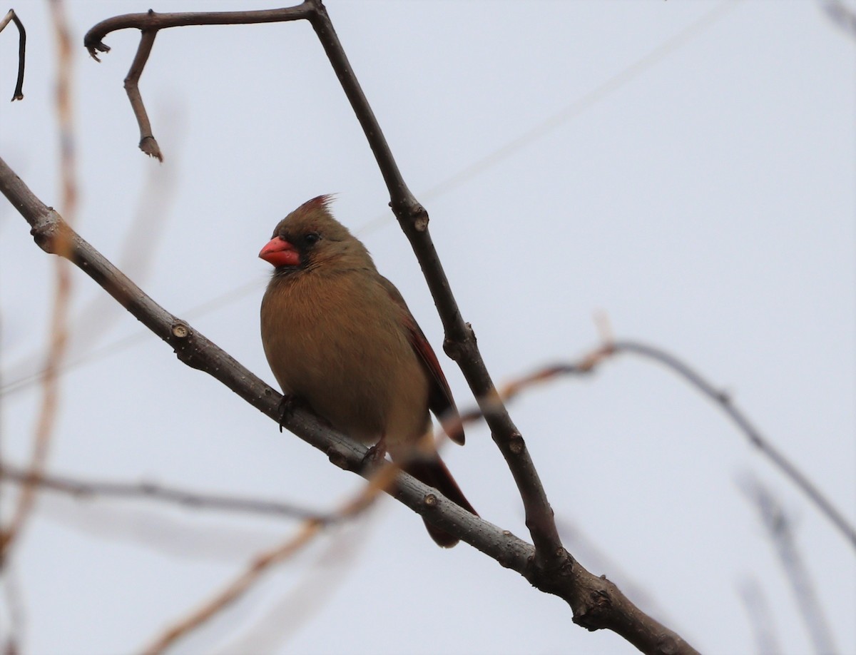 Cardinal rouge - ML539784171