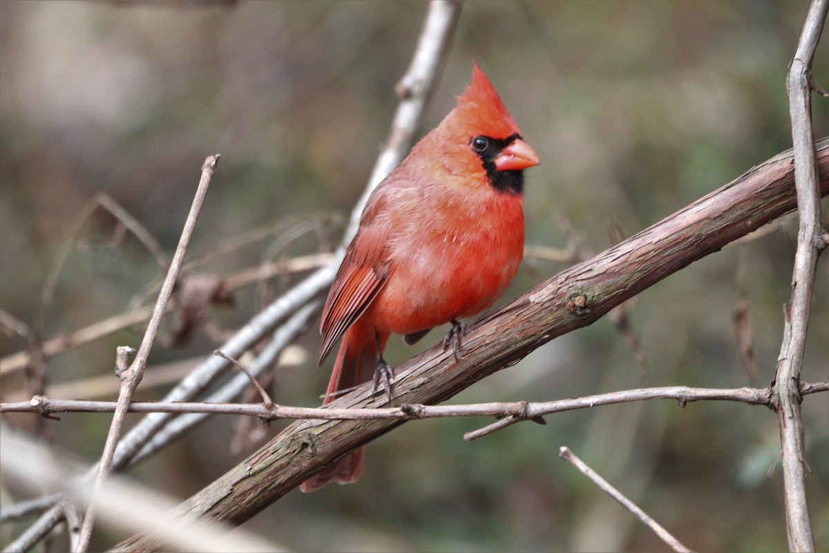 Cardinal rouge - ML539784181