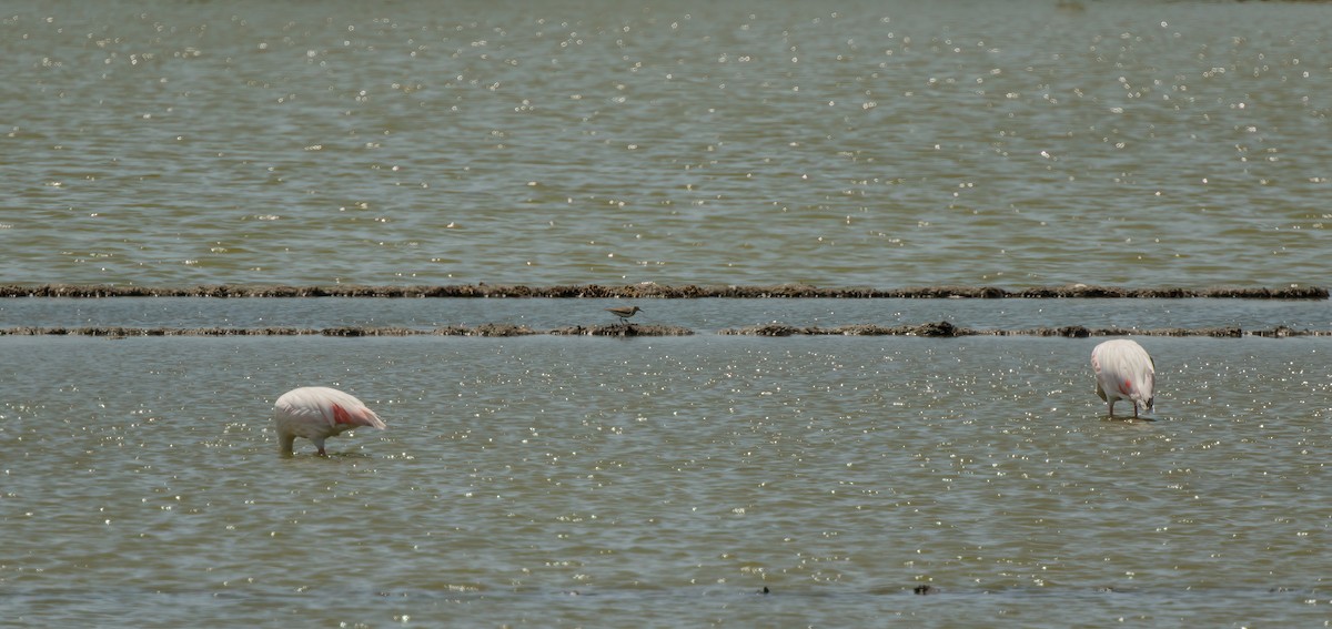 Common Sandpiper - ML539784641