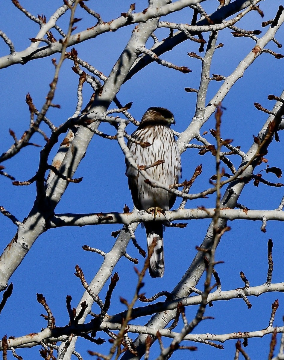 Cooper's Hawk - ML539785141