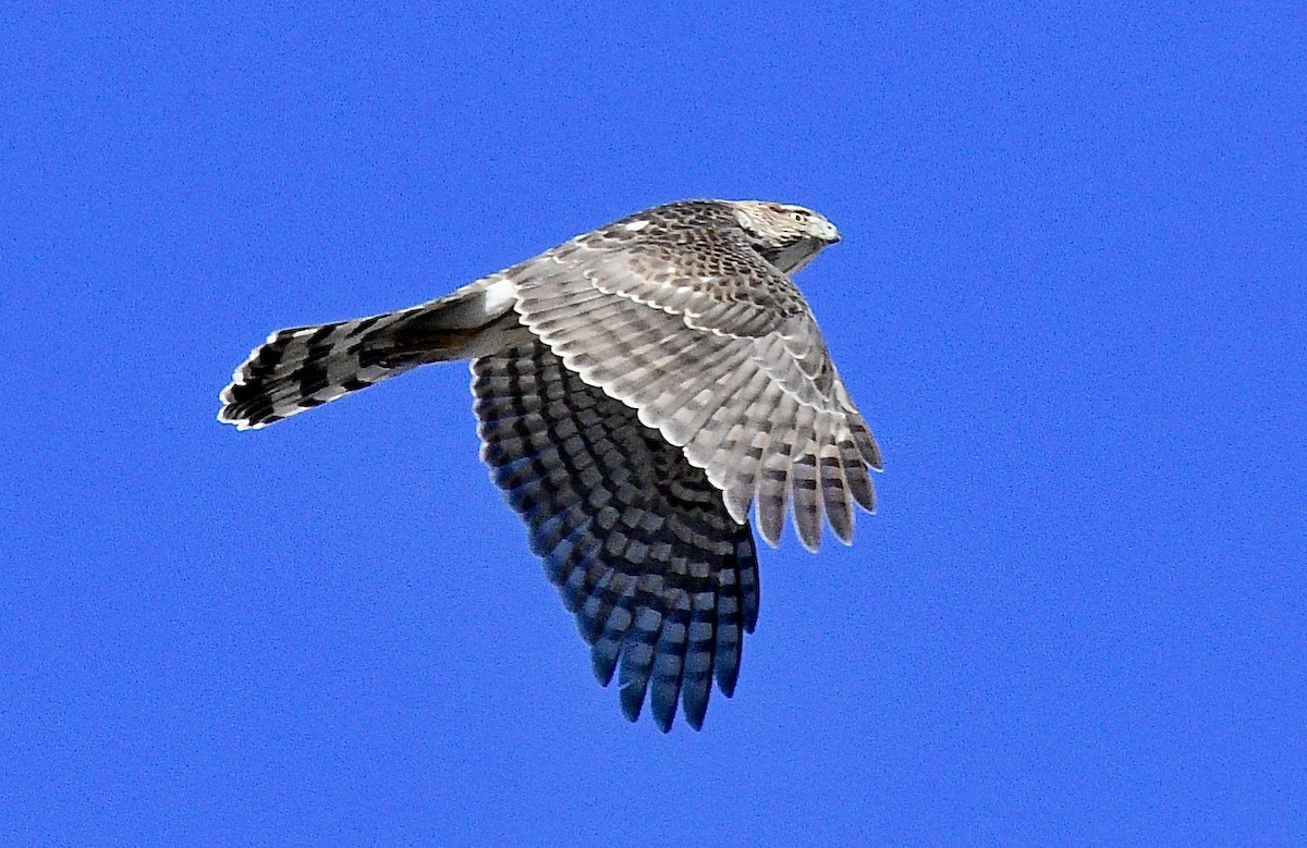 Cooper's Hawk - ML539786211