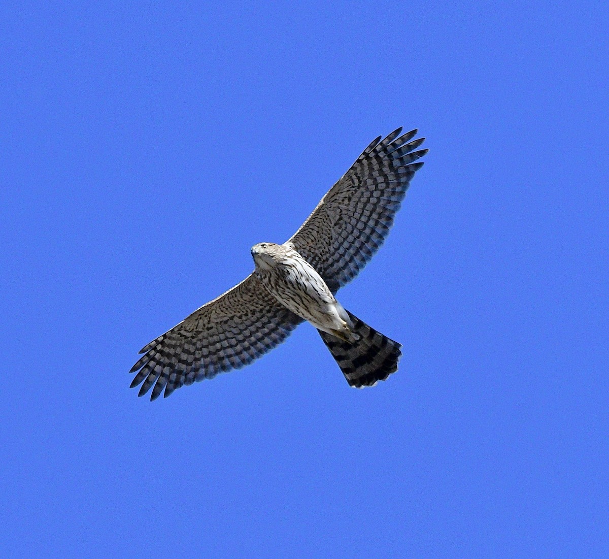 Cooper's Hawk - ML539786341