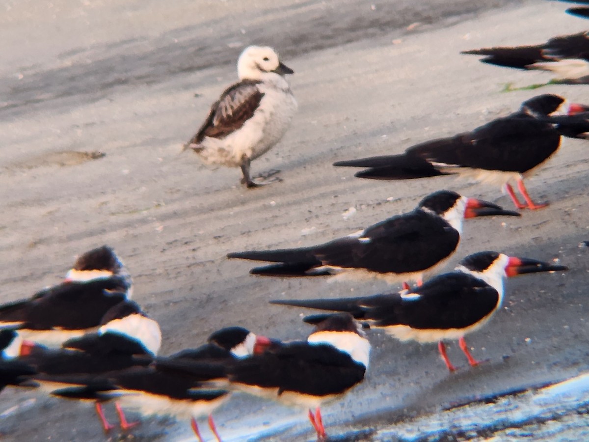 Long-tailed Duck - ML539788261
