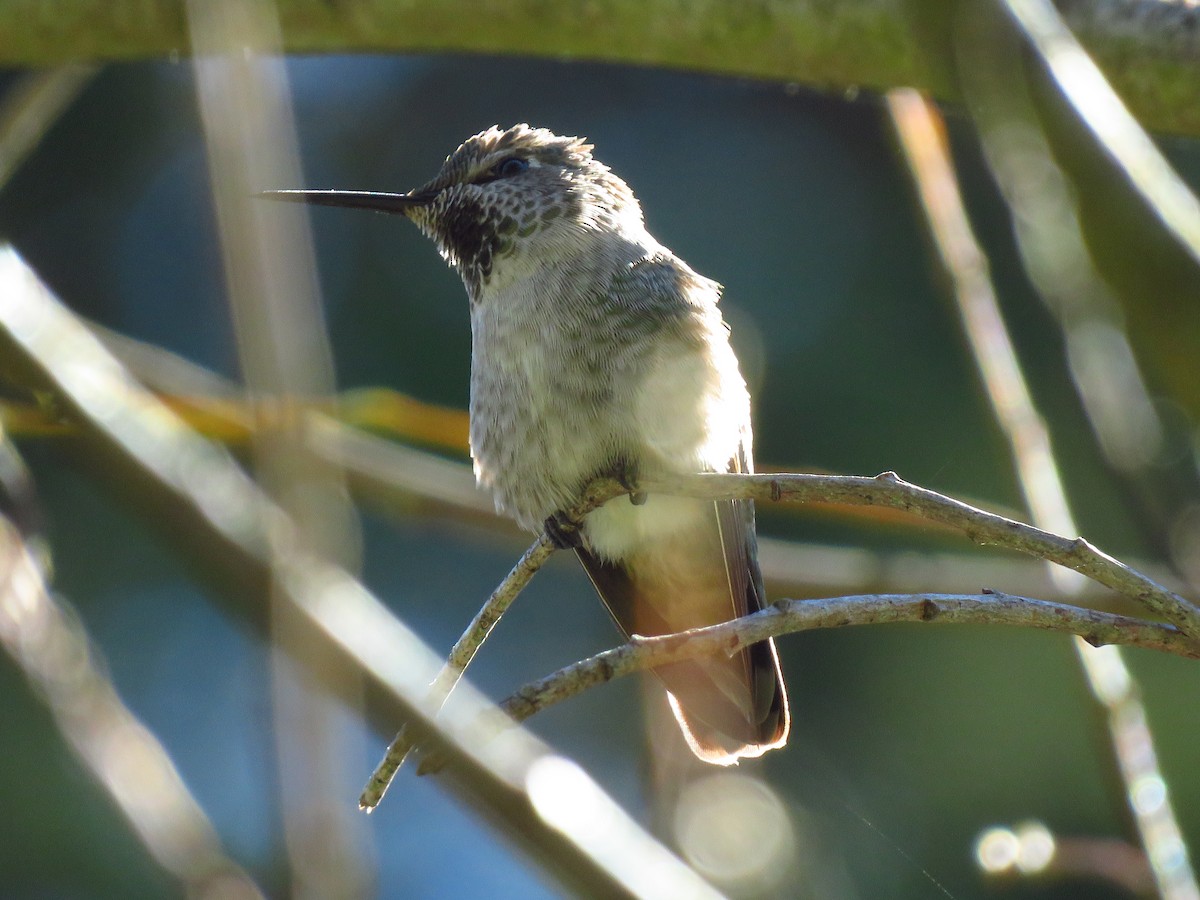 Anna's Hummingbird - ML539790971
