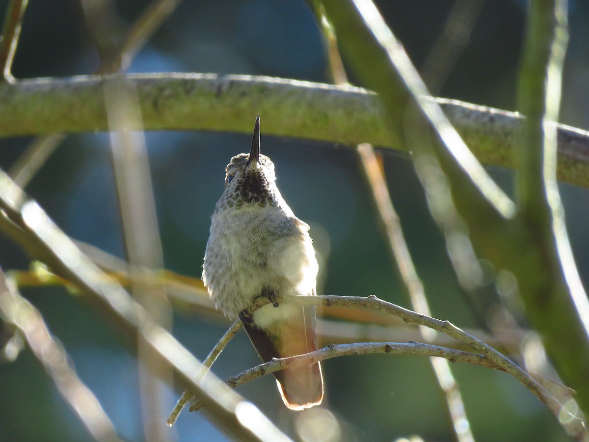 Anna's Hummingbird - ML539790981