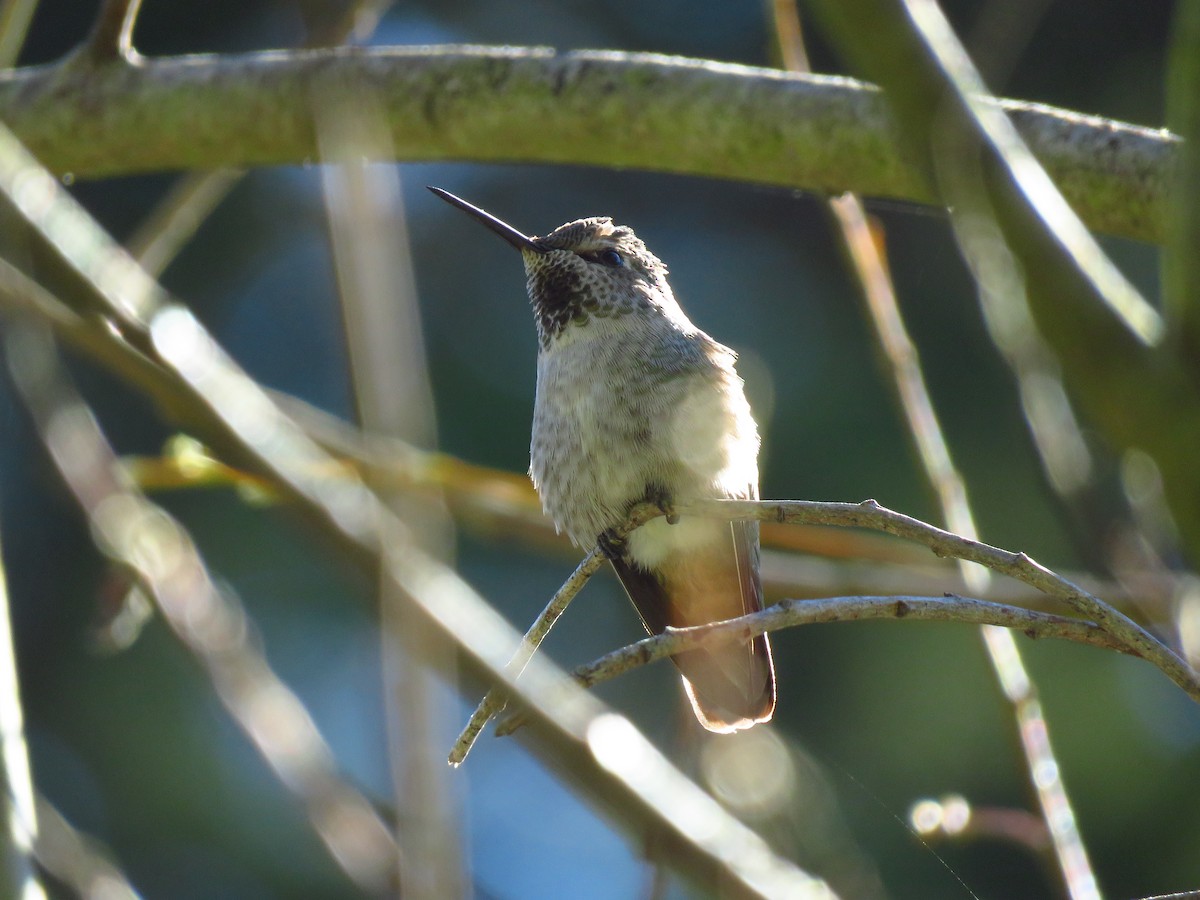 Anna's Hummingbird - ML539790991