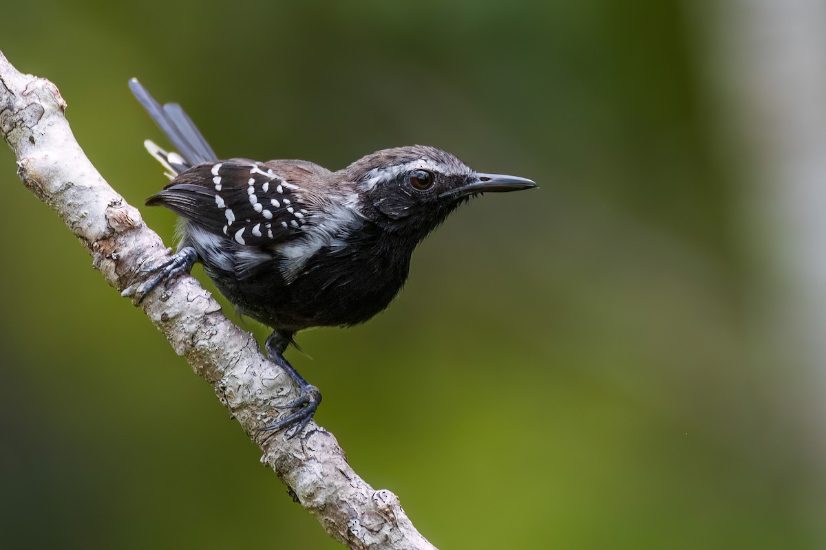 Southern White-fringed Antwren - Ralph Hatt