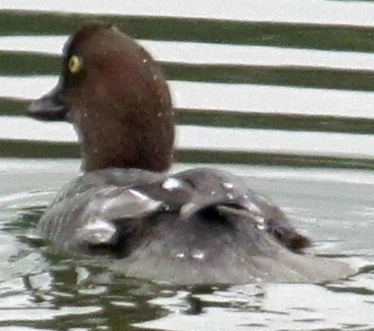 Common Goldeneye - ML539792651