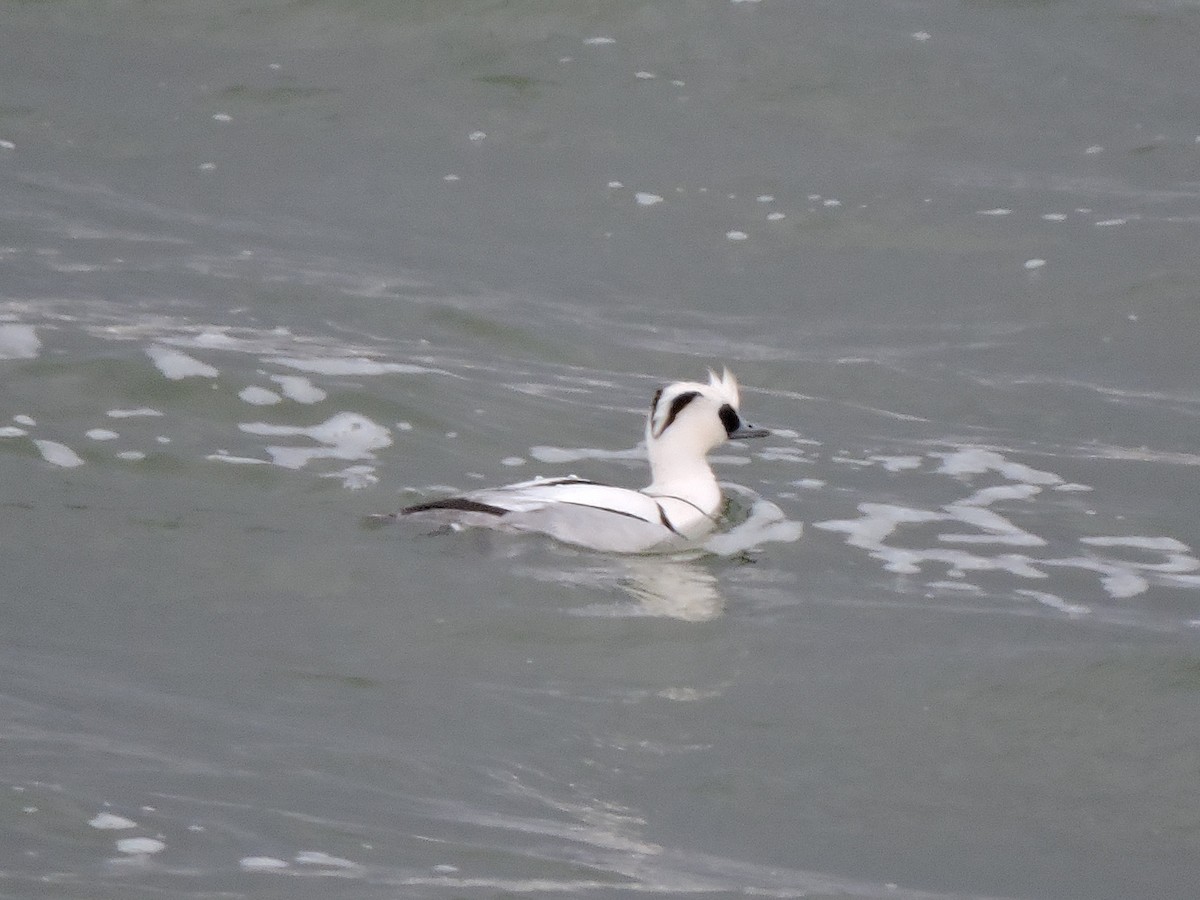 Smew - Samuel Beerkens