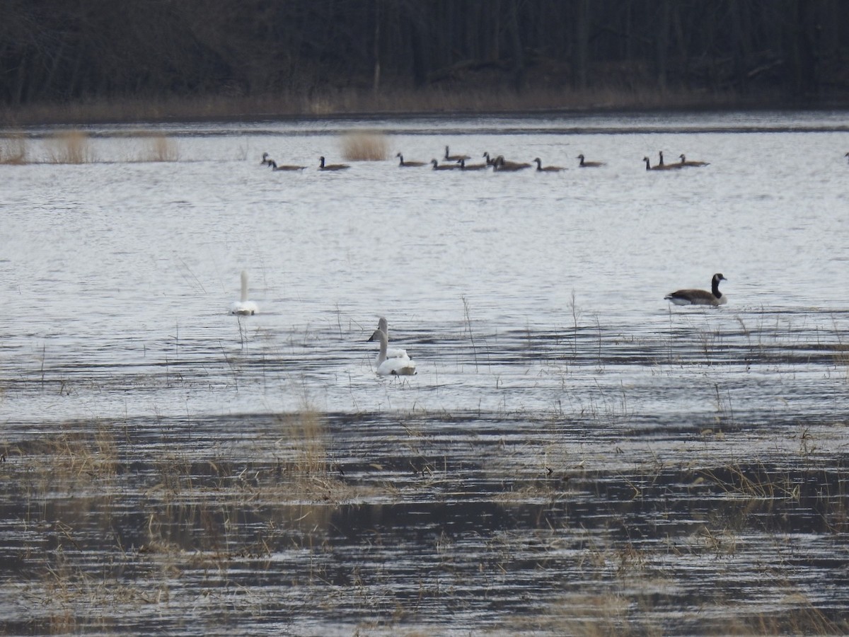 Tundra Swan - ML539794791