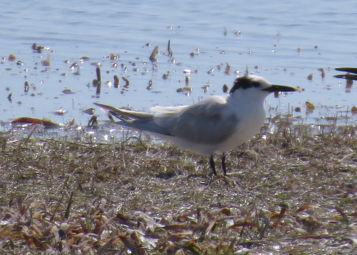 Sandwich Tern - ML539794901