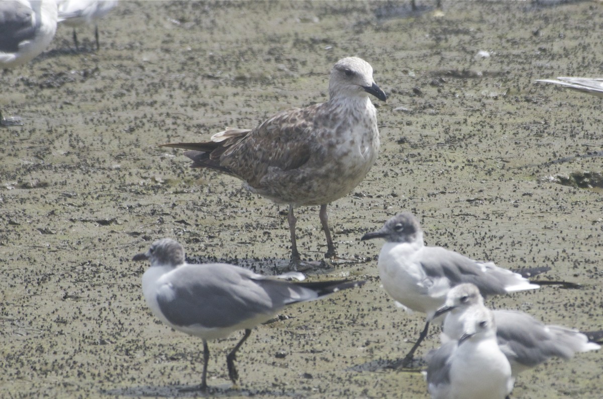 Kelp Gull - ML53979531