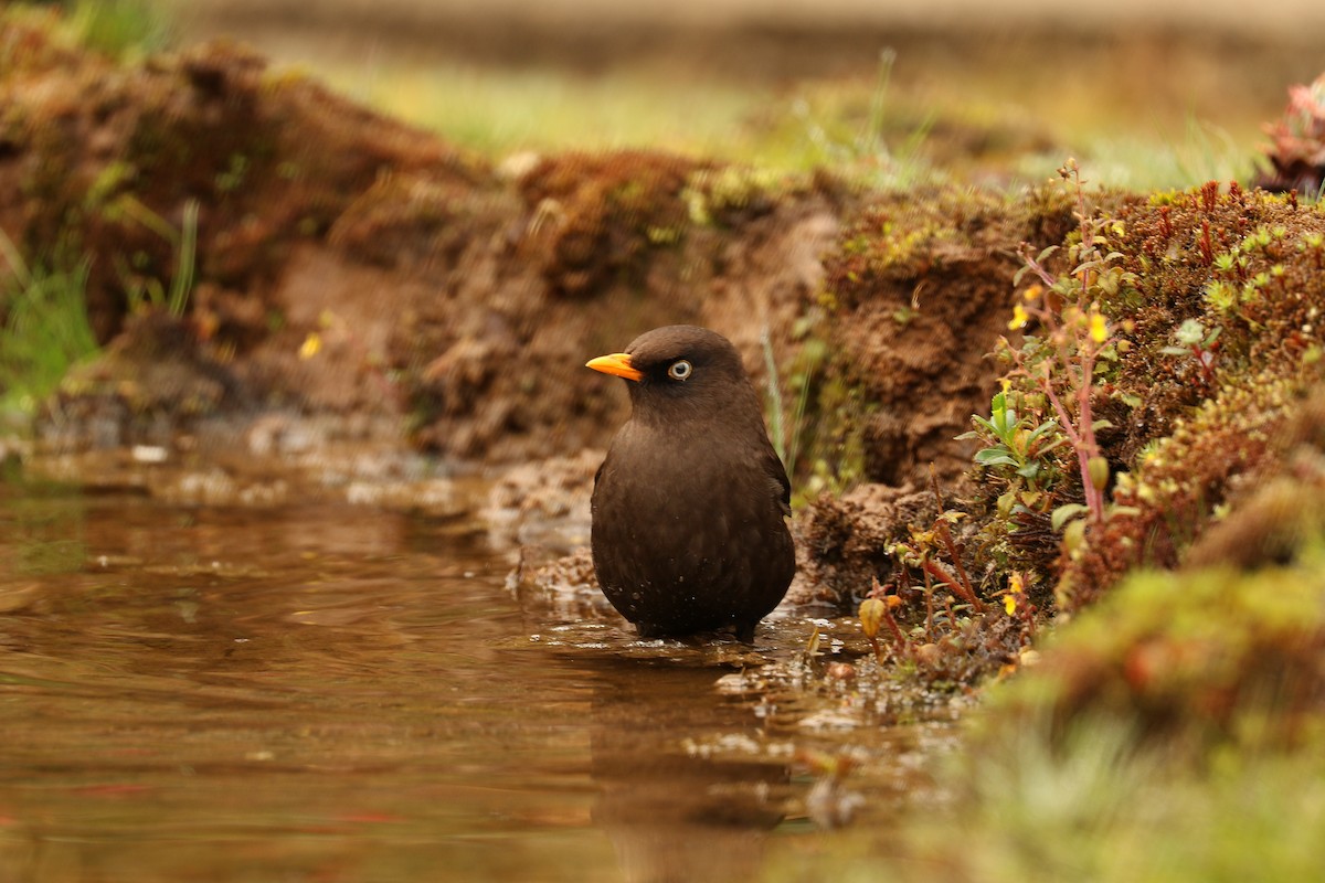 Sooty Thrush - ML539795331