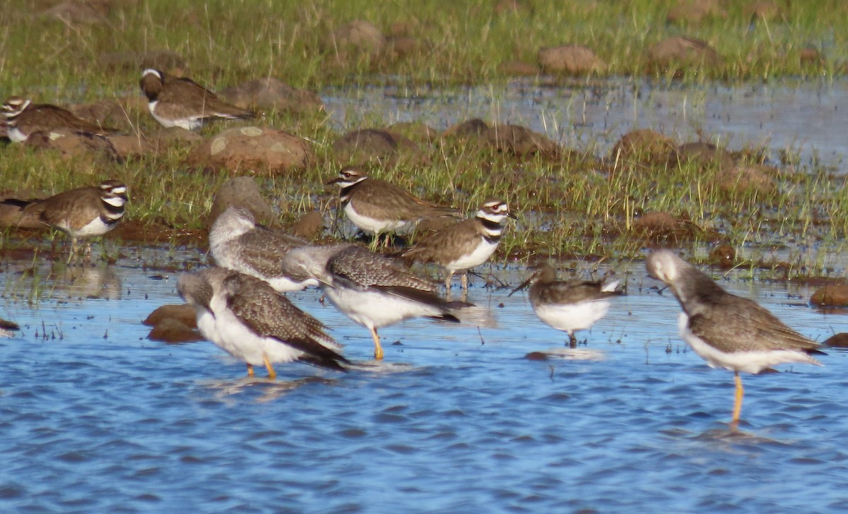 Killdeer - Robin Wolcott