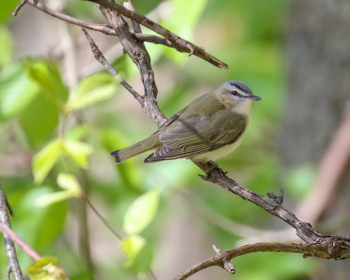 Kızıl Gözlü Vireo - ML539796221