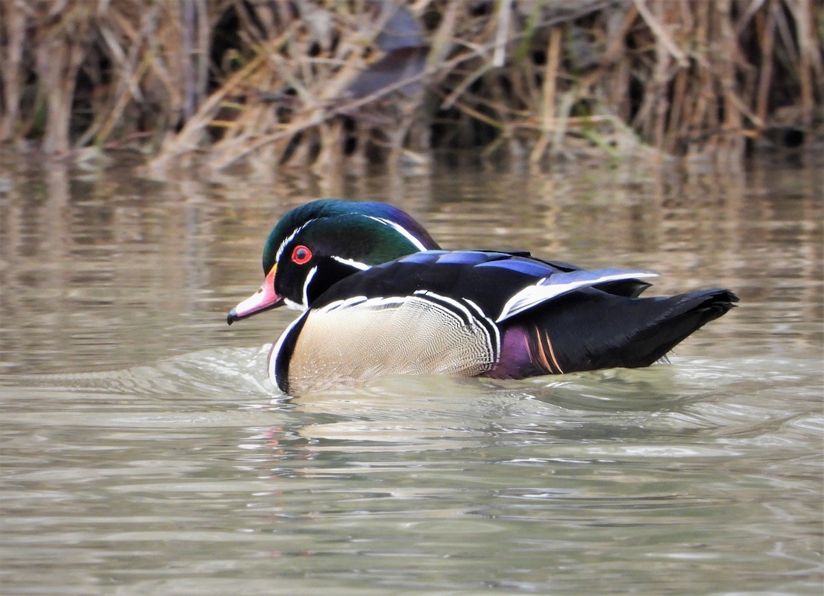 Wood Duck - ML539796731
