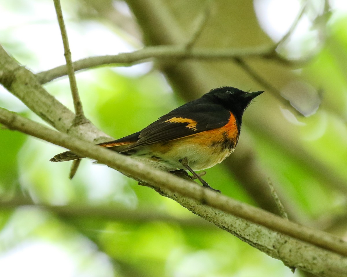 American Redstart - ML539796741