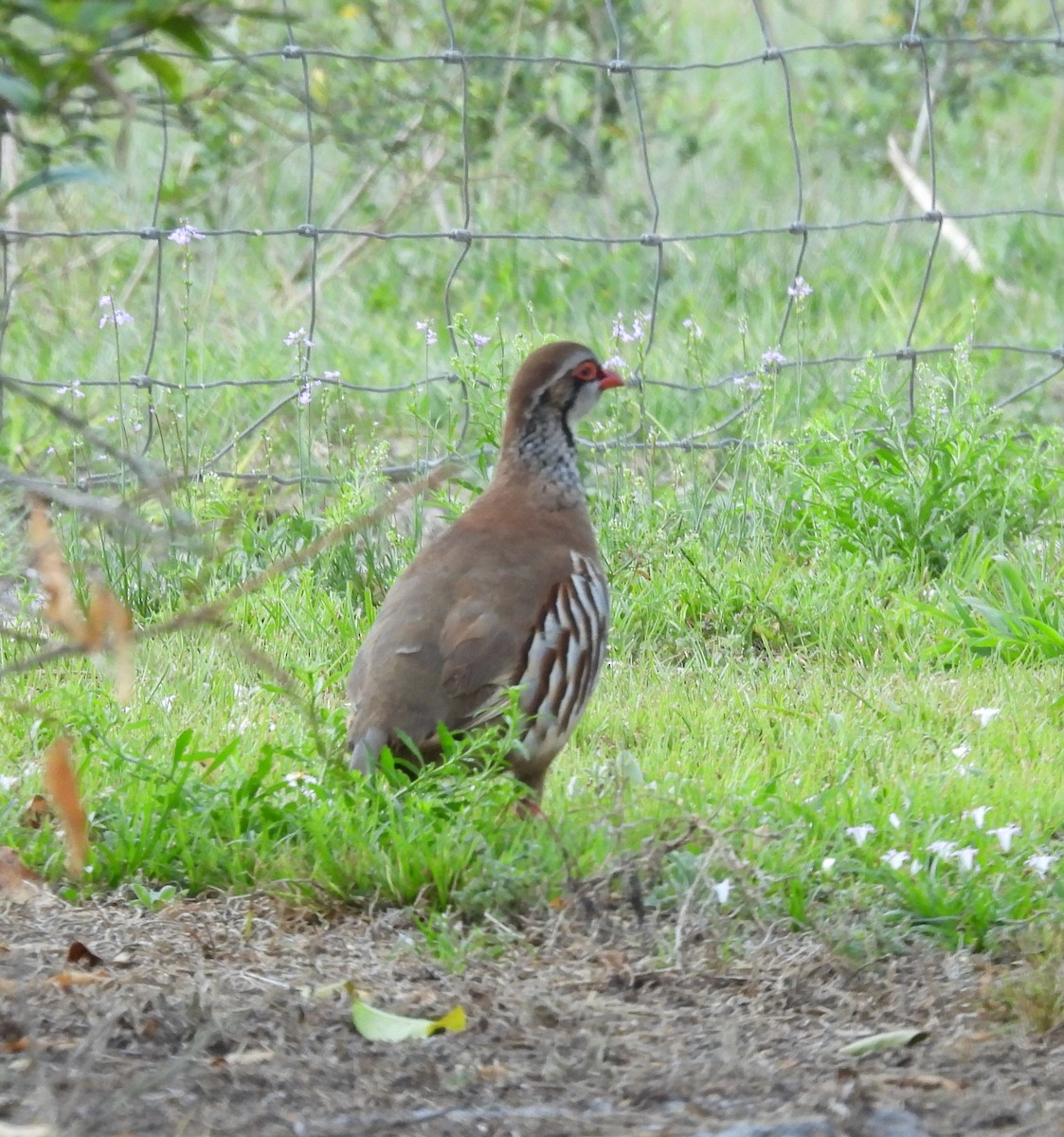 Red-legged Partridge - ML539797041