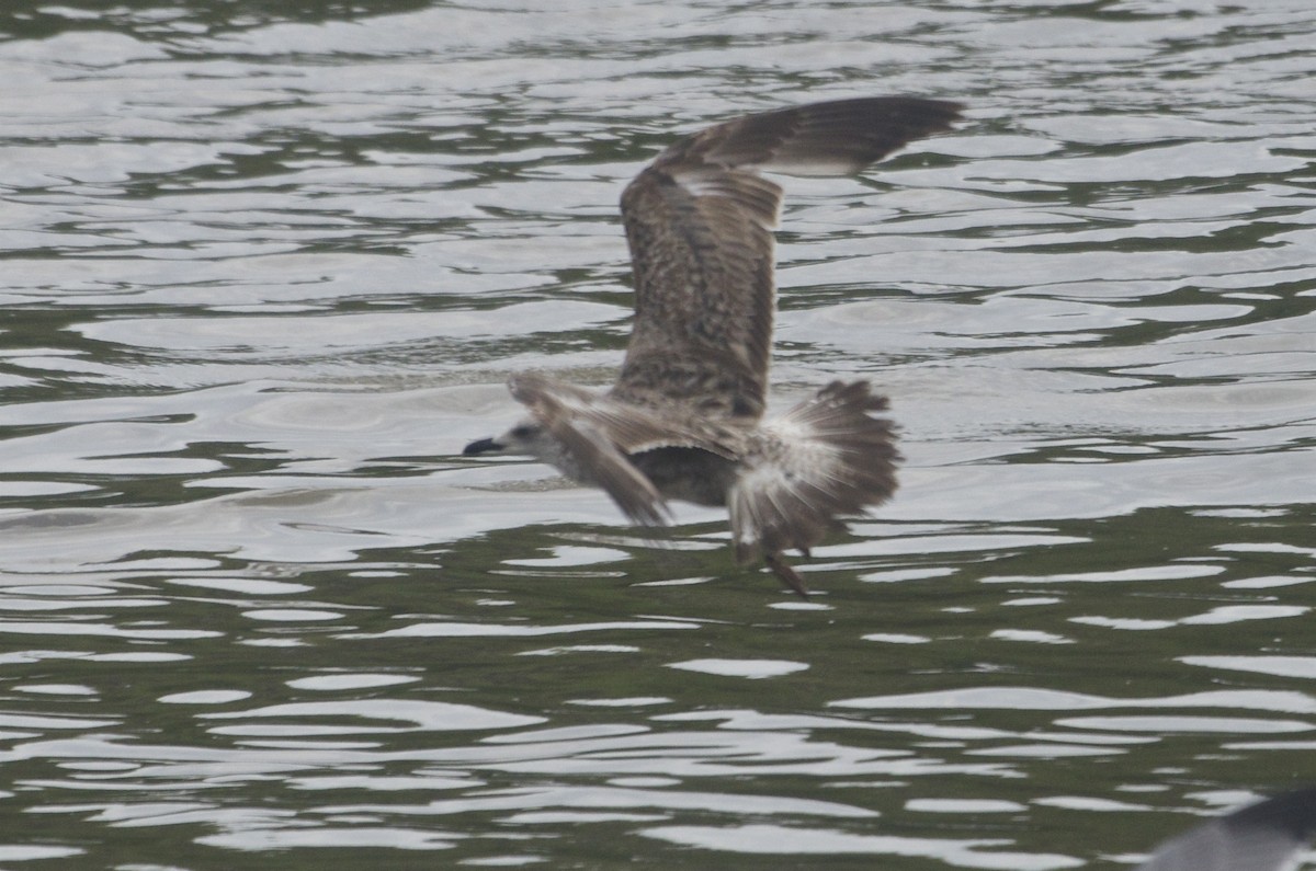 Kelp Gull - ML53979721