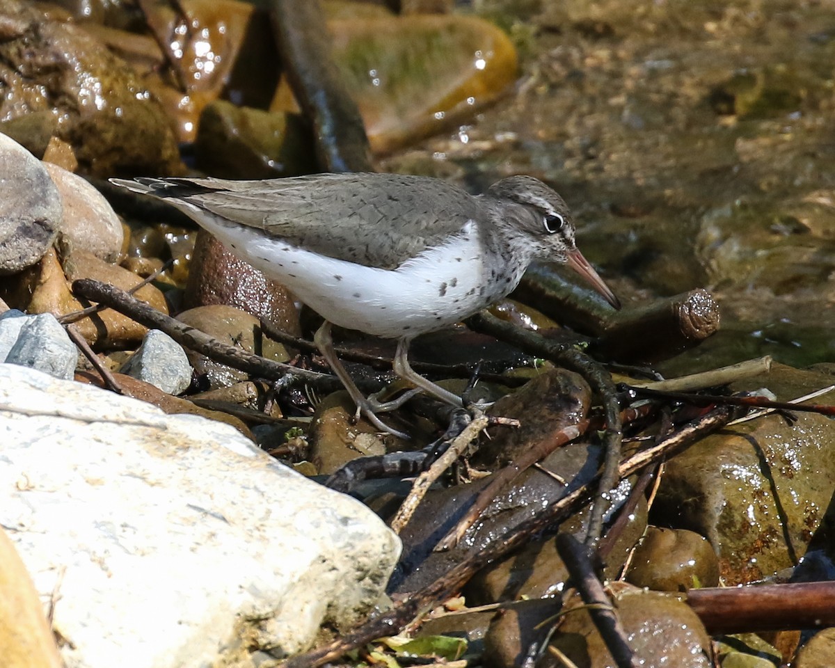 Spotted Sandpiper - ML539797491