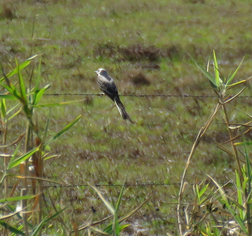 Scissor-tailed Flycatcher - ML539798541