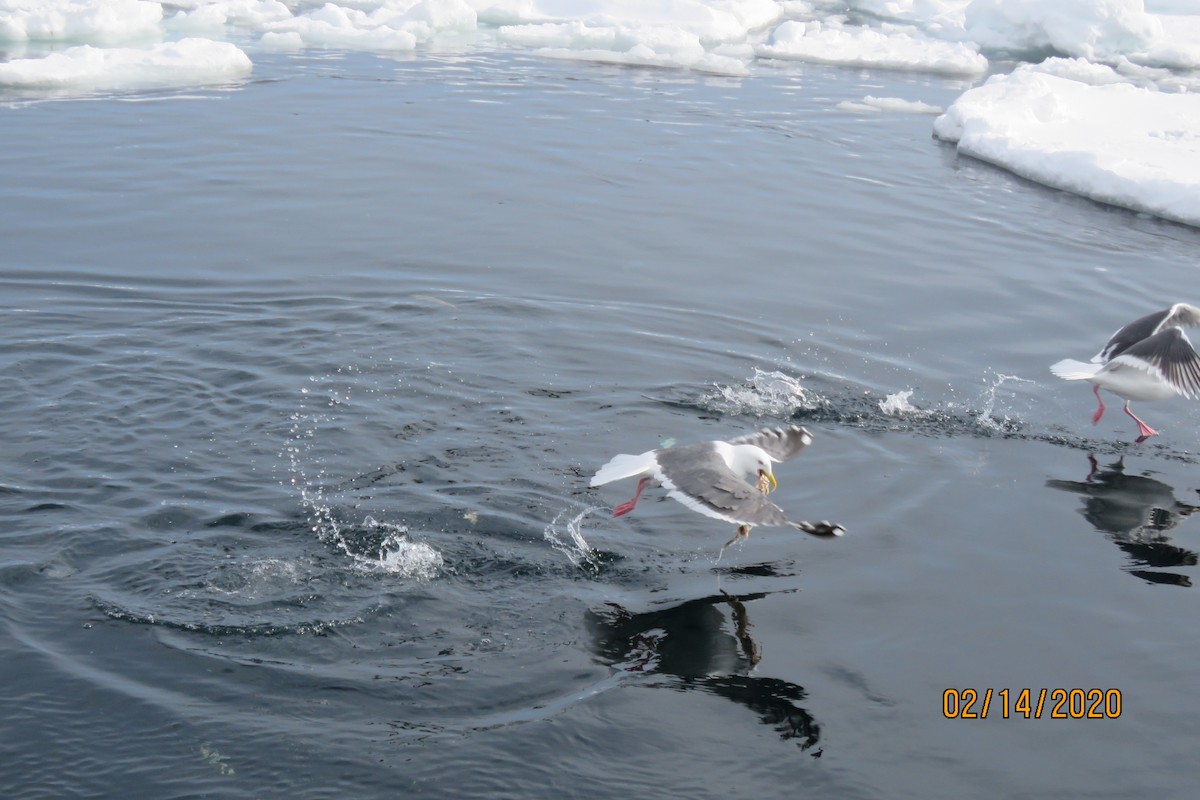 Glaucous-winged x Slaty-backed Gull (hybrid) - ML539798681