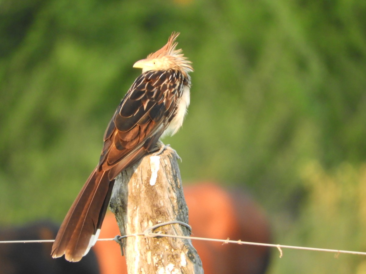 Guira Cuckoo - ML539800031