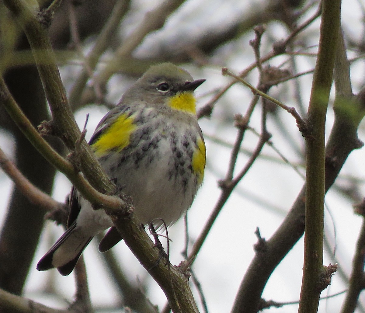 Yellow-rumped Warbler (Audubon's) - ML539800261